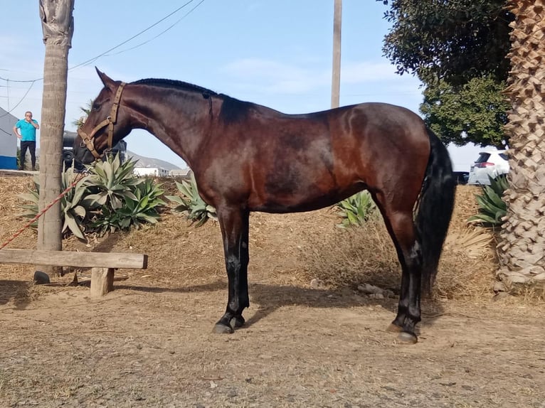 PRE Mestizo Yegua 10 años 164 cm Castaño in Malaga