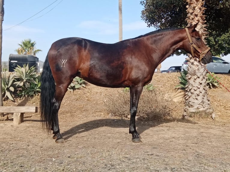 PRE Mestizo Yegua 10 años 164 cm Castaño in Malaga