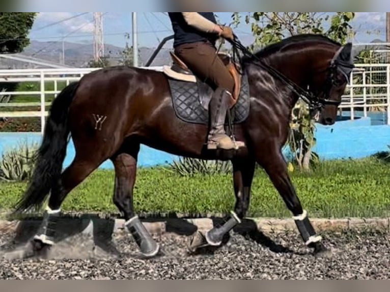 PRE Mestizo Yegua 10 años 164 cm Castaño in Malaga