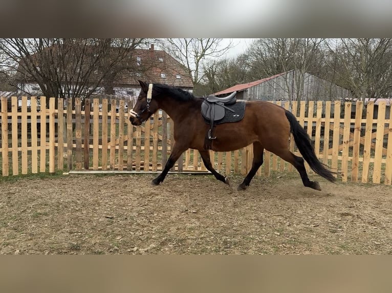 PRE Mestizo Yegua 10 años 164 cm Castaño oscuro in Stralsund