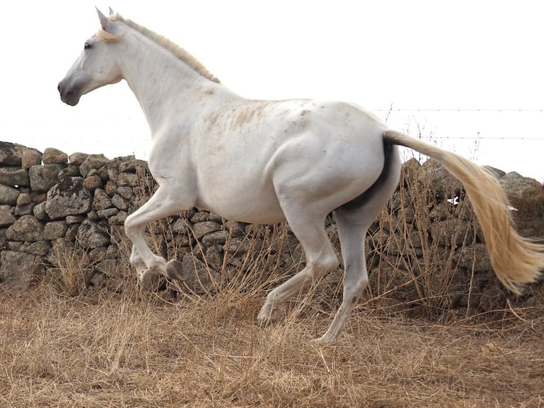 PRE Mestizo Yegua 10 años 169 cm Tordo in Navas Del Madroño