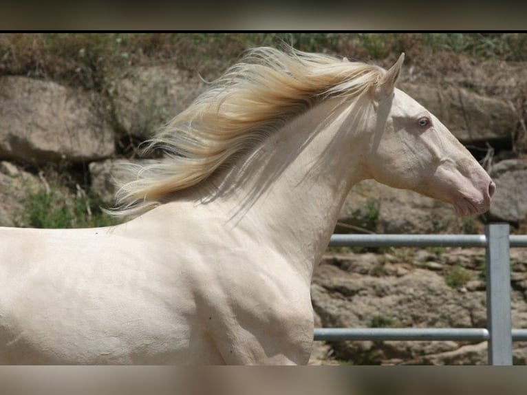 PRE Mestizo Yegua 10 años Buckskin/Bayo in Colonia Rosal, La (Berga)