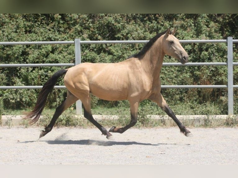 PRE Mestizo Yegua 10 años Buckskin/Bayo in Colonia Rosal, La (Berga)