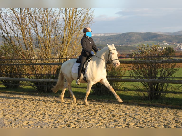 PRE Mestizo Yegua 11 años 152 cm Perlino in Balingen