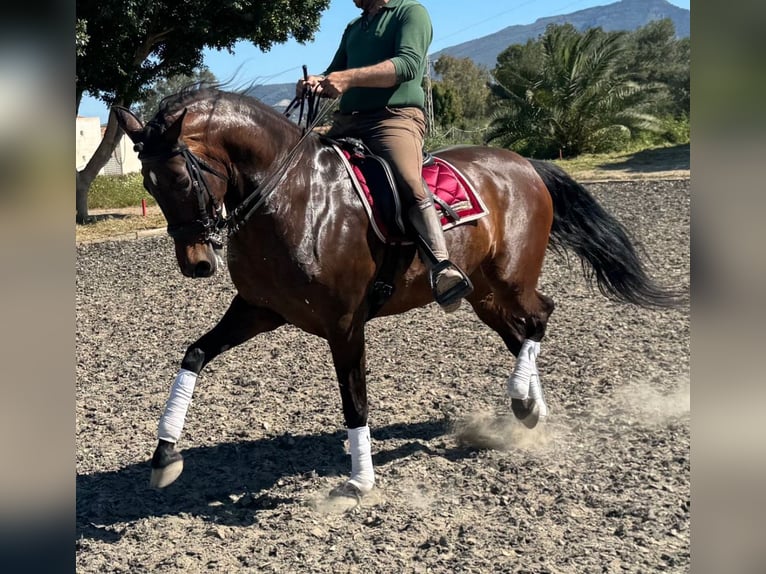 PRE Mestizo Yegua 11 años 163 cm Castaño in Martfeld