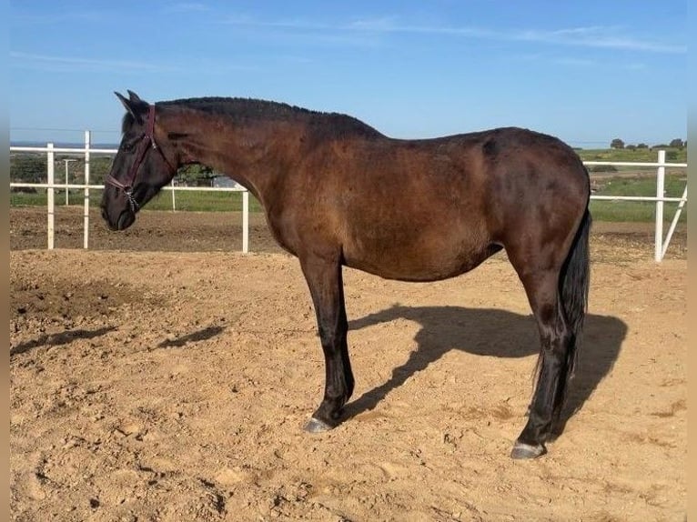 PRE Mestizo Yegua 11 años 168 cm Negro in Navalvillar De Pela
