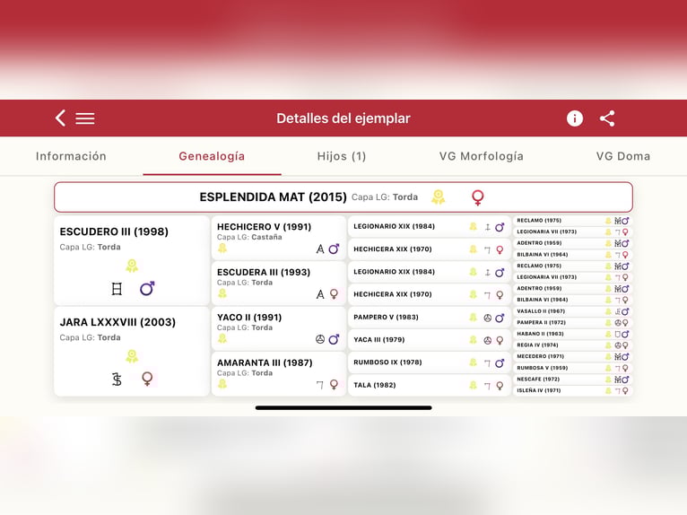 PRE Yegua 11 años 168 cm Tordo in Las Piñas