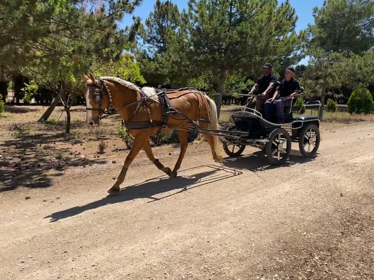 PRE Mestizo Yegua 11 años Perla in Albacete