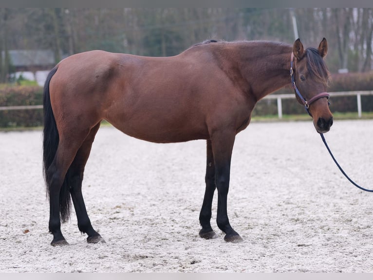 PRE Mestizo Yegua 12 años 162 cm Castaño in Neustadt (Wied)