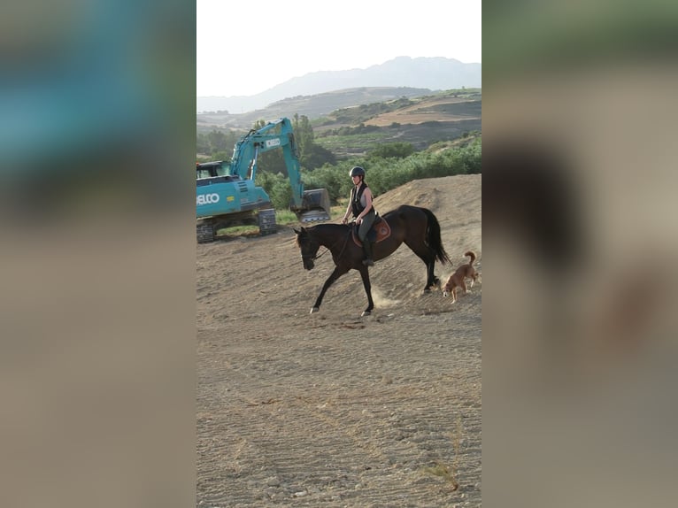 PRE Mestizo Yegua 12 años 162 cm Morcillo in Labraza