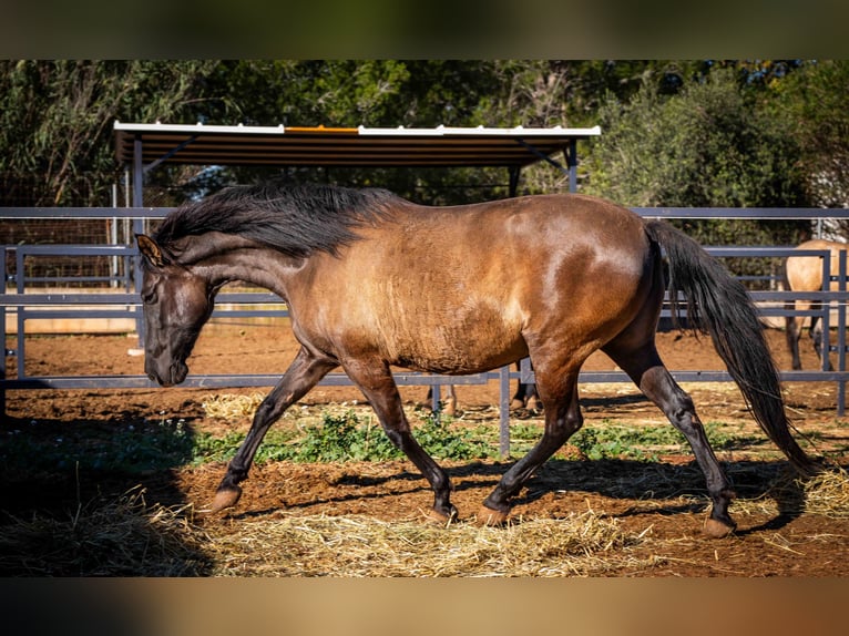 PRE Mestizo Yegua 12 años 162 cm Negro in Valencia