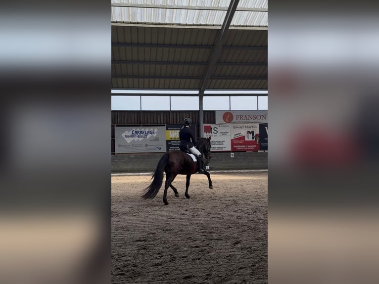 PRE Mestizo Yegua 12 años 163 cm Castaño in Daleiden