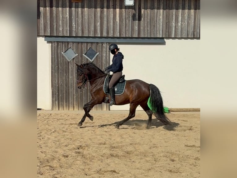 PRE Mestizo Yegua 12 años 163 cm Castaño in Daleiden