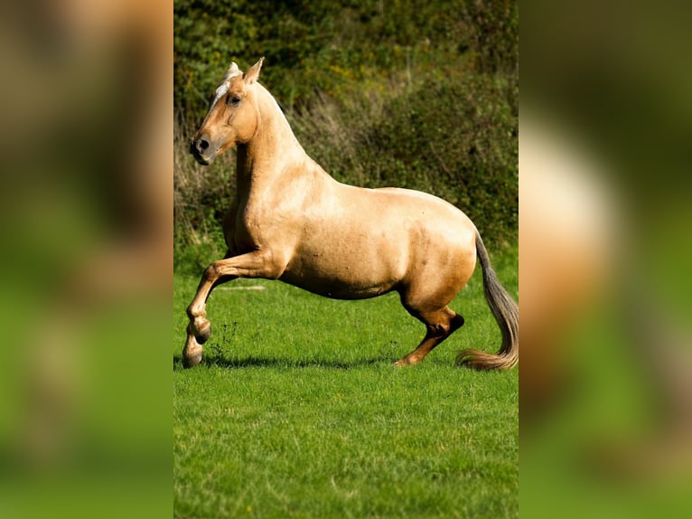 PRE Mestizo Yegua 12 años 165 cm Palomino in Maisonnais
