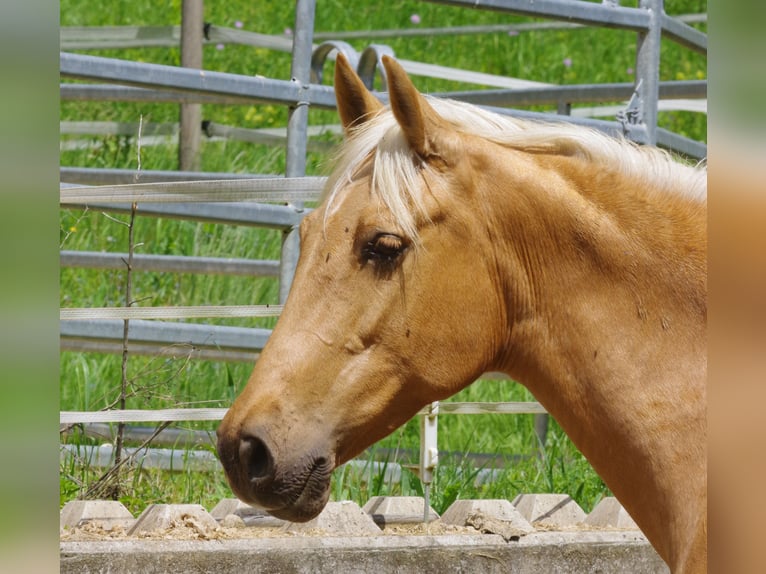 PRE Yegua 12 años Palomino in Klettgau