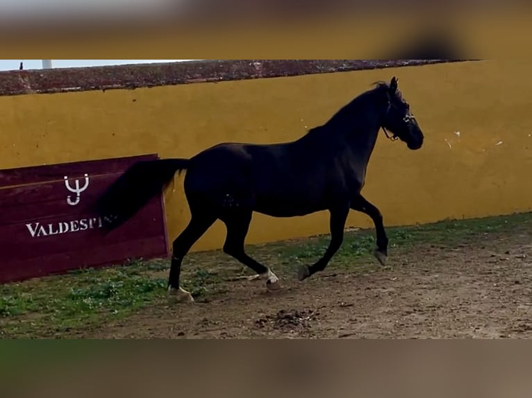 PRE Yegua 13 años 160 cm Negro in Jerez de la Frontera