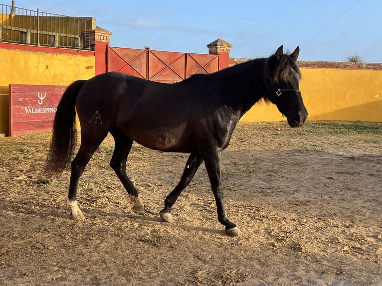 PRE Yegua 13 años 160 cm Negro in Jerez de la Frontera