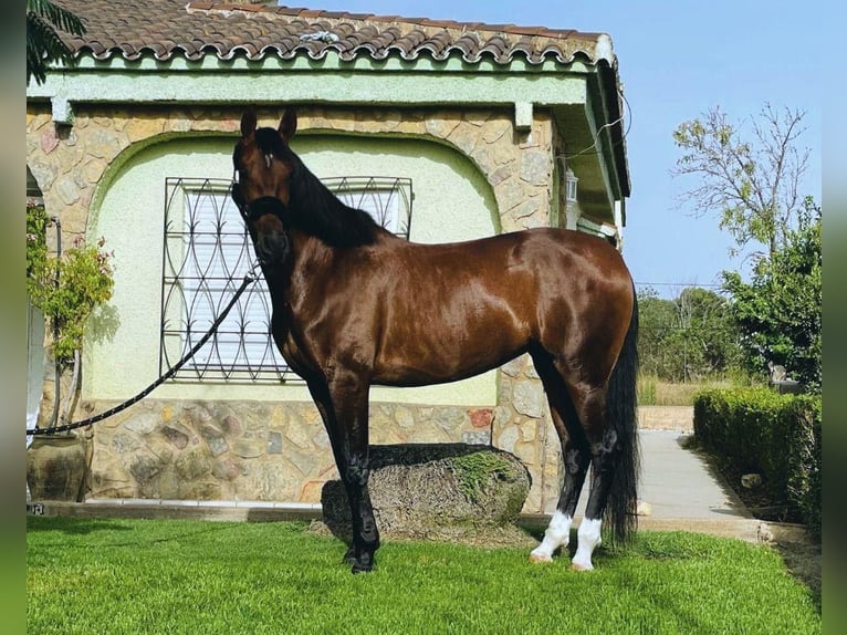 PRE Mestizo Yegua 13 años 169 cm Castaño in Seeheim-Jugenheim