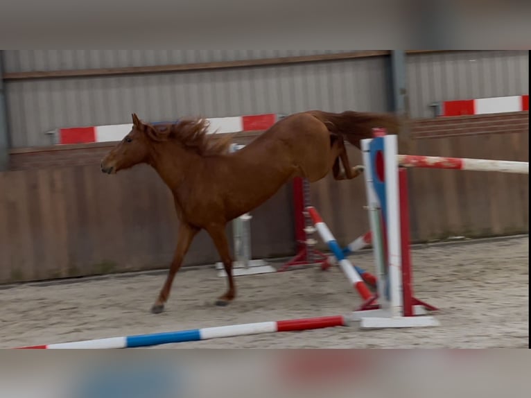 PRE Mestizo Yegua 14 años 153 cm Alazán in Zieuwent