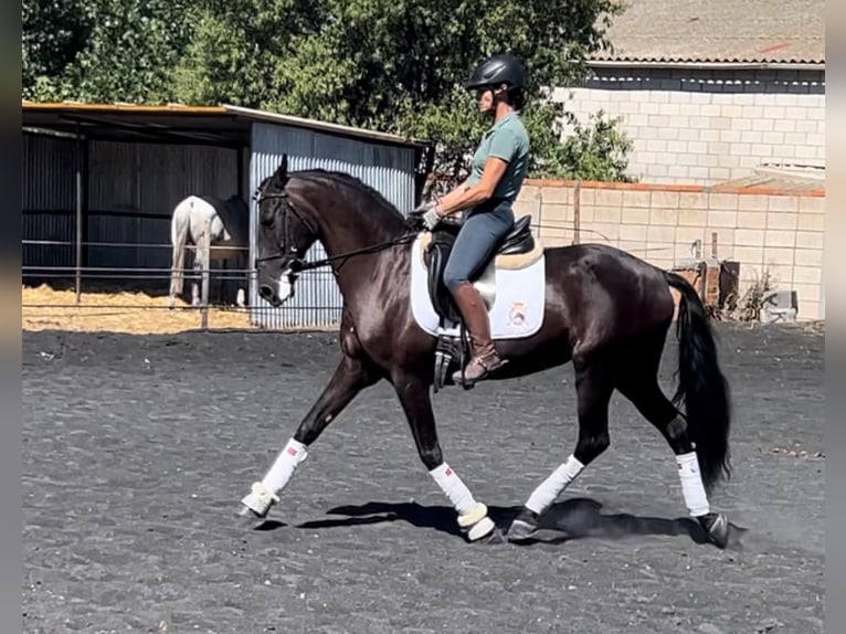 PRE Yegua 14 años 162 cm Negro in Arganda Del Rey