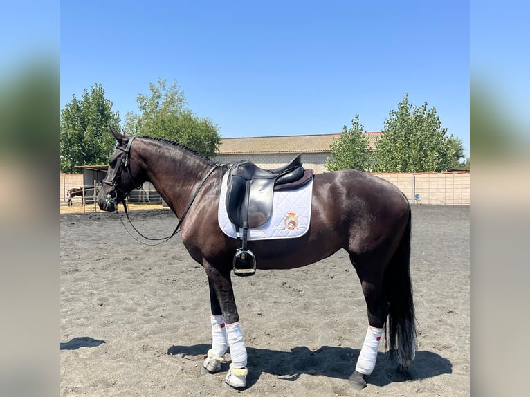 PRE Yegua 14 años 162 cm Negro in Arganda Del Rey