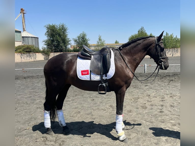 PRE Yegua 14 años 162 cm Negro in Arganda Del Rey