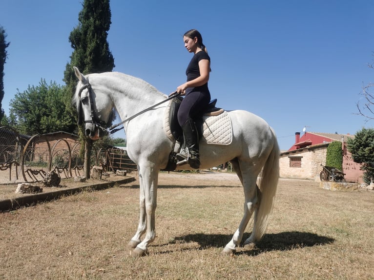 PRE Mestizo Yegua 15 años 152 cm Tordo in Grajera