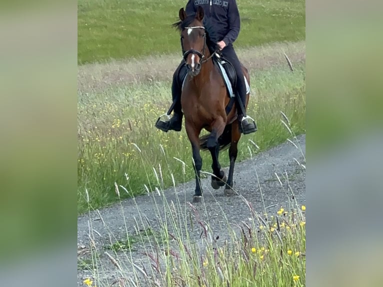 PRE Mestizo Yegua 15 años 155 cm Castaño in Euskirchen