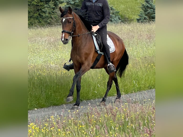 PRE Mestizo Yegua 15 años 155 cm Castaño in Euskirchen
