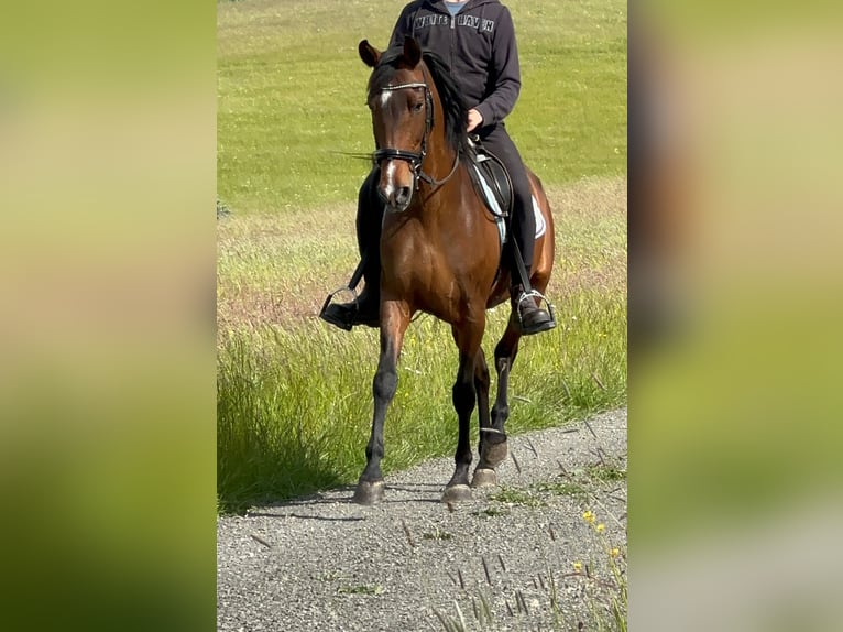 PRE Mestizo Yegua 15 años 155 cm Castaño in Euskirchen