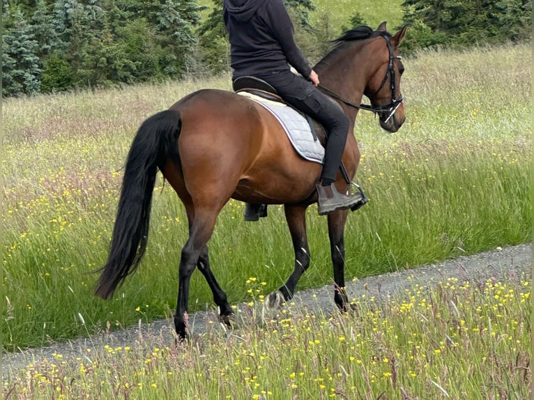 PRE Mestizo Yegua 15 años 155 cm Castaño in Euskirchen