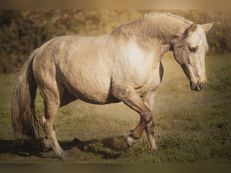 PRE Mestizo Yegua 15 años 156 cm Palomino in Courtomer