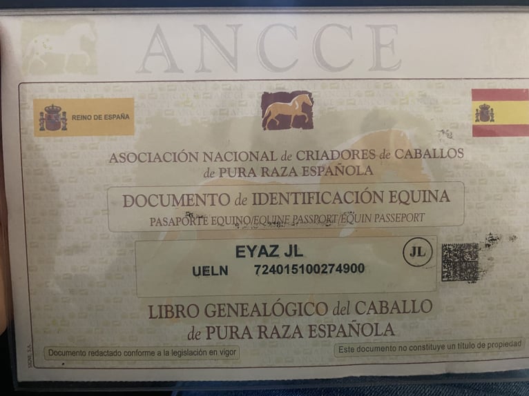 PRE Mestizo Yegua 15 años 163 cm Castaño in Catral