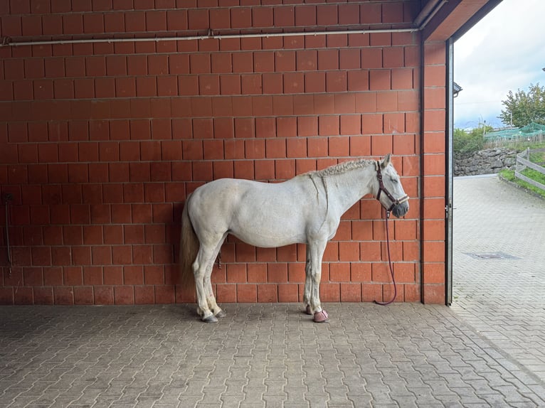 PRE Mestizo Yegua 16 años 149 cm Tordo picazo in Lindlar-Reudenbach