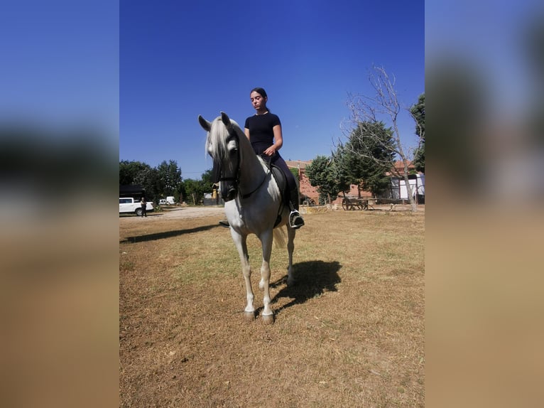 PRE Mestizo Yegua 16 años 152 cm Tordo in Grajera