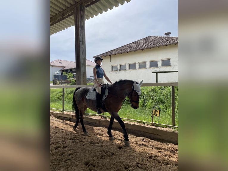 PRE Mestizo Yegua 17 años 158 cm Ruano alazán in Marloffstein