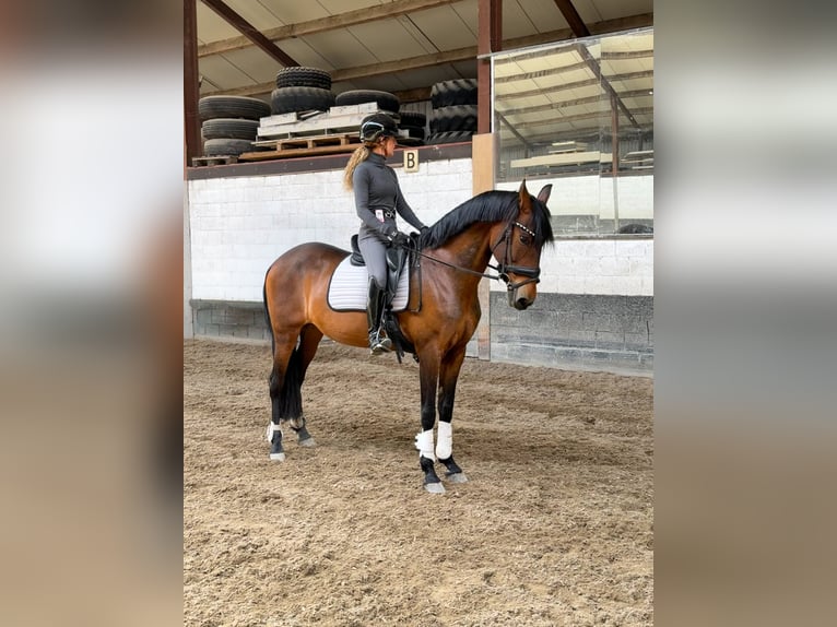 PRE Yegua 17 años 162 cm Castaño in Aalsmeer