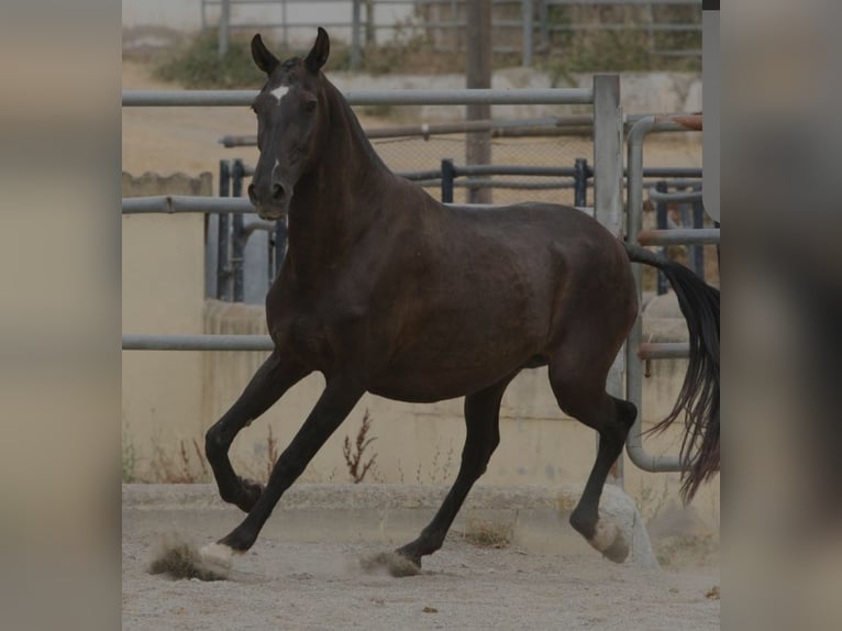 PRE Mestizo Yegua 17 años 164 cm Negro in Olvan