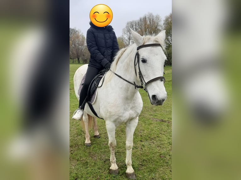 PRE Mestizo Yegua 18 años 150 cm Tordo in Rudolstadt