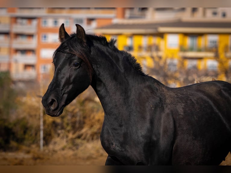 PRE Mestizo Yegua 18 años 155 cm Negro in Rafelguaraf