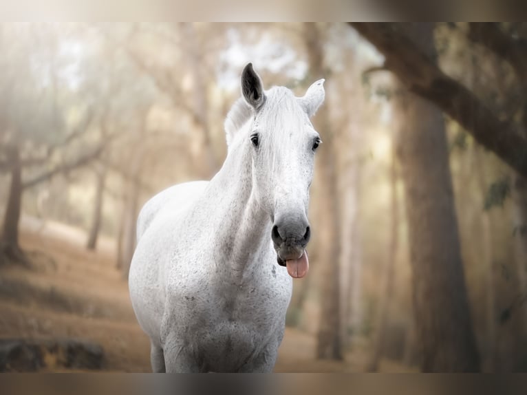 PRE Yegua 18 años 160 cm Tordo picazo in Malaga