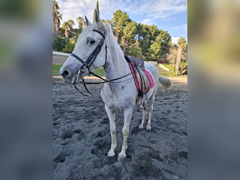 PRE Yegua 18 años 160 cm Tordo picazo in Malaga