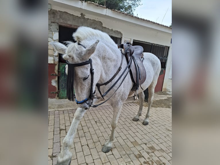 PRE Yegua 18 años 160 cm Tordo picazo in Malaga