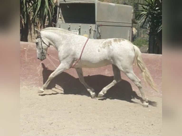 PRE Yegua 18 años 160 cm Tordo picazo in Malaga