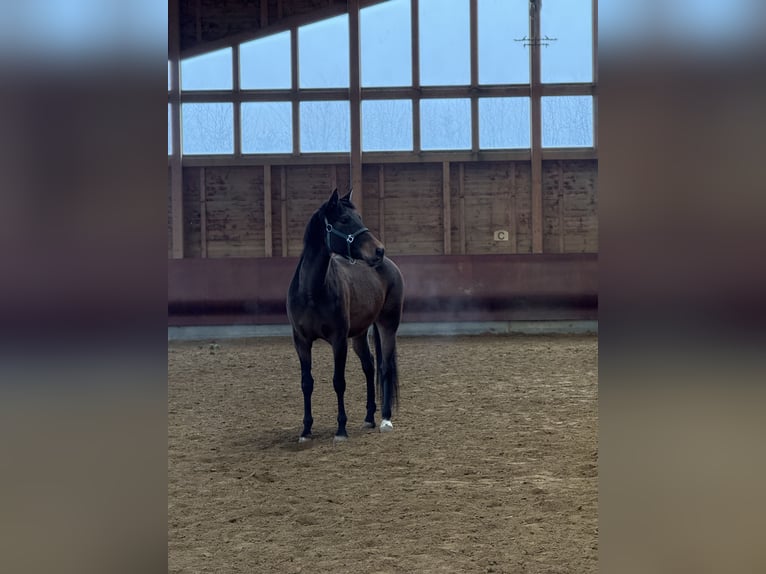 PRE Mestizo Yegua 19 años 158 cm Grullo in Achstetten