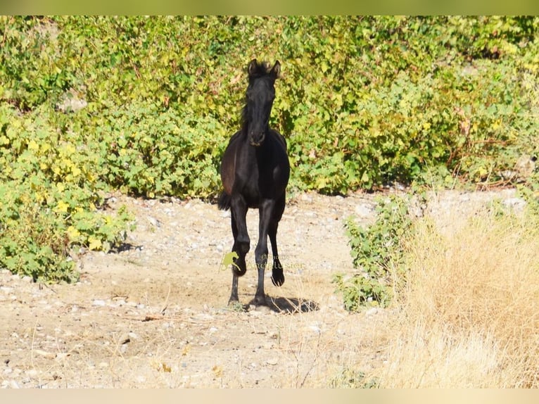 PRE Yegua 1 año 138 cm Negro in Provinz Cordoba