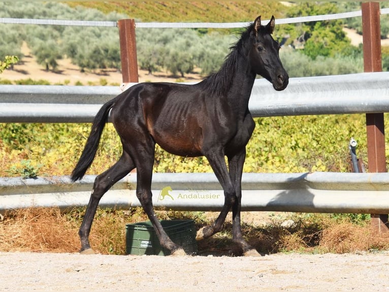 PRE Yegua 1 año 138 cm Negro in Provinz Cordoba