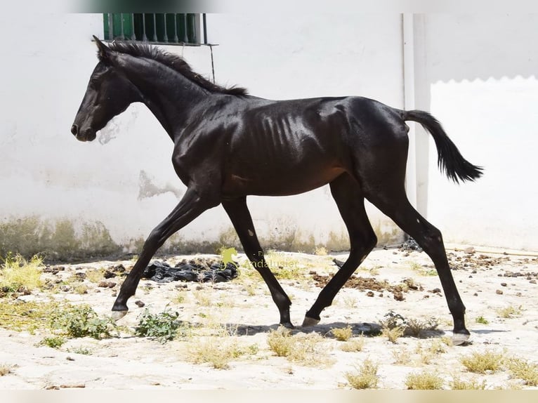 PRE Yegua 1 año 139 cm Negro in Provinz Cordoba