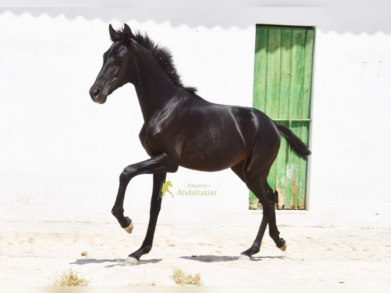 PRE Yegua 1 año 139 cm Negro in Provinz Cordoba
