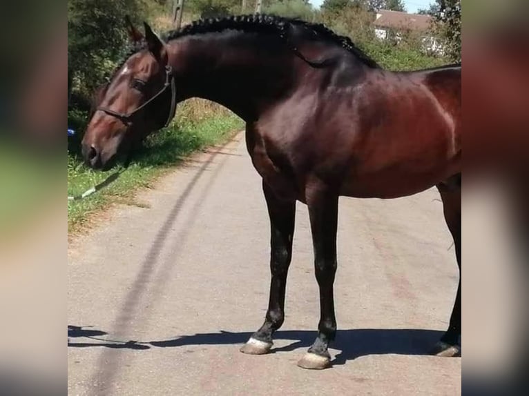 PRE Mestizo Yegua 1 año 140 cm Negro in San Cibrao Das Viñas (Capital)